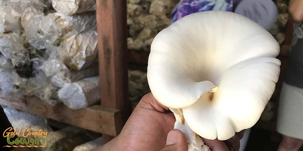 Oyster mushroom close up