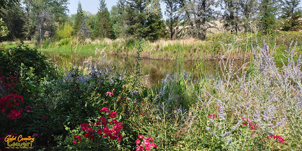 View of pond with flowers - Dobra Zemlja