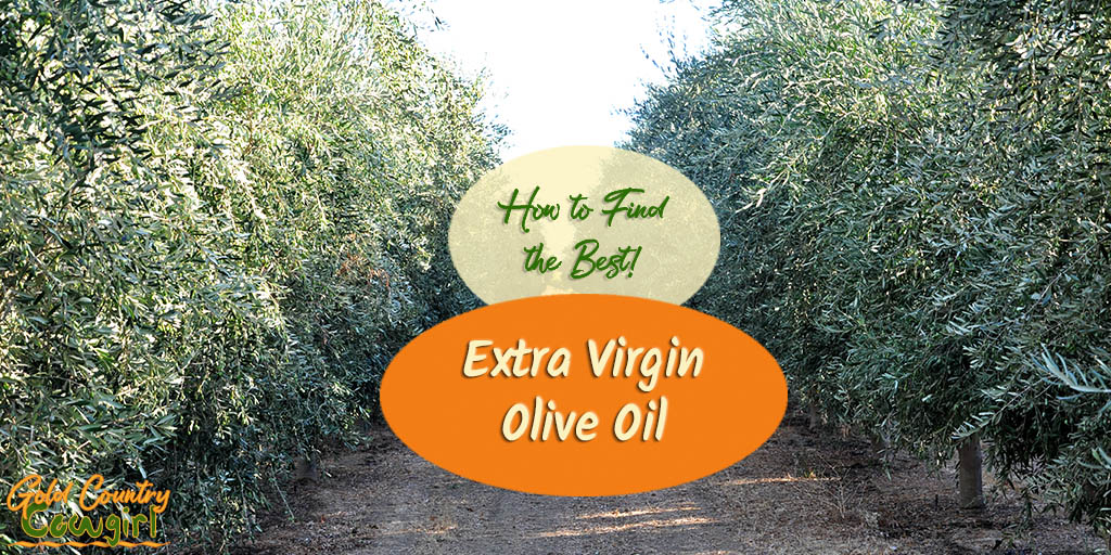 Olive Oil title graphic h