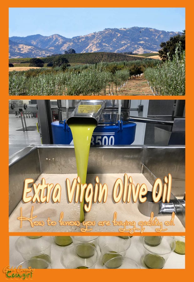 Do you know how to tell if you are purchasing a high-quality olive oil and if it is truly extra virgin? Australia and California make it easier.