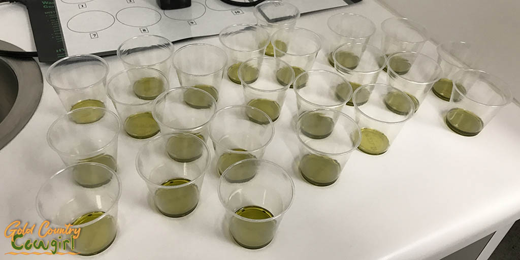 Olive oil tasting 1