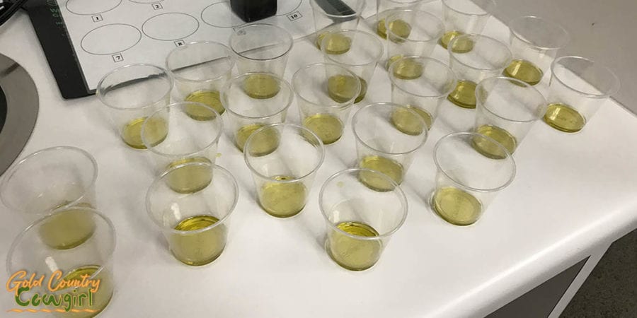 Olive oil samples