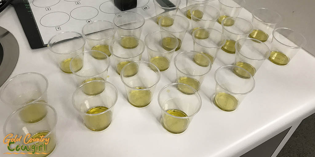 Olive oil tasting 3