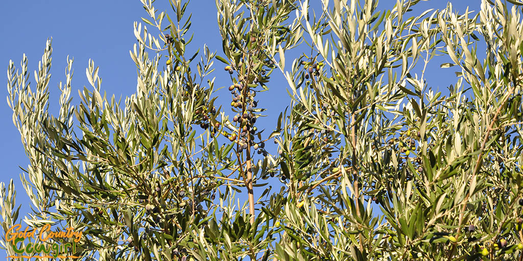 Olive tree heavy with ready to harvest fruit