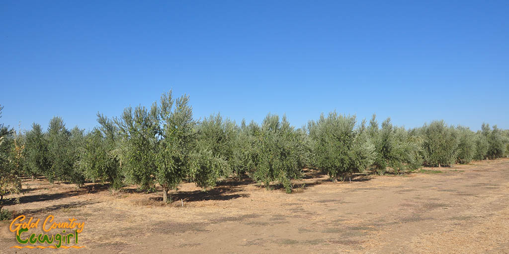 Olive trees 2