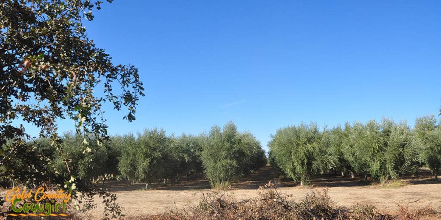 Olive trees