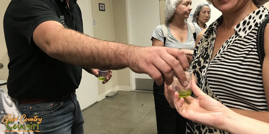 Tasting olive oil samples