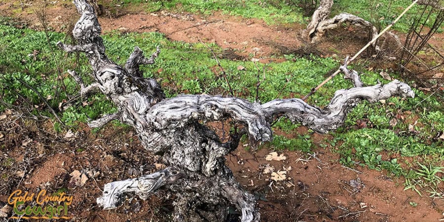 Gnarly old Zinfandel vine