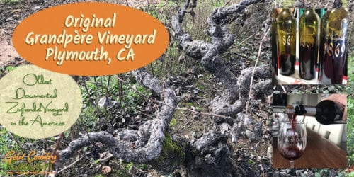 I've been researching Zinfandel for some time now, learning what is so special about old vine Zinfandel. When I saw an opportunity to visit the oldest documented Zinfandel vineyard in the Americas, planted in the 1860s, I knew I had to go.