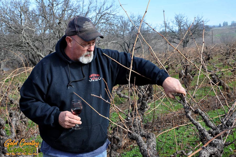 Old vine Zinfandel pruning demonstration with Rusty Folena of Vino Noceto