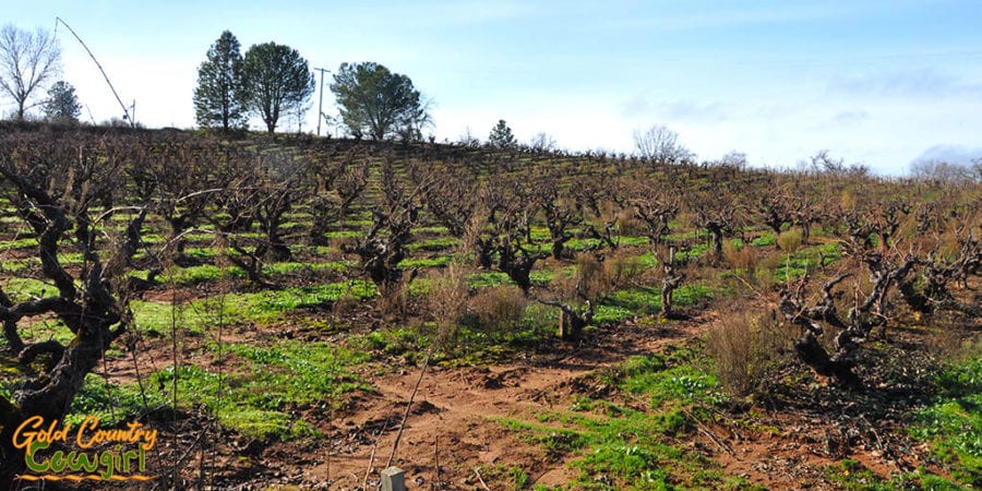 Original Grandpère Vineyard (OGP), also called Vineyard 1869