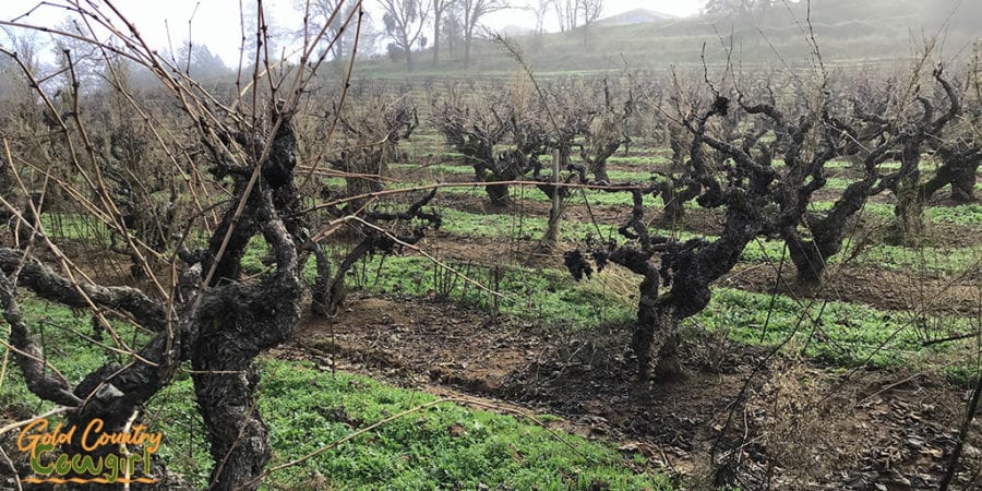 Original Grandpère Vineyard (OGP), also called Vineyard 1869