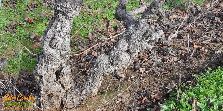 Gnarly old Zinfandel vine