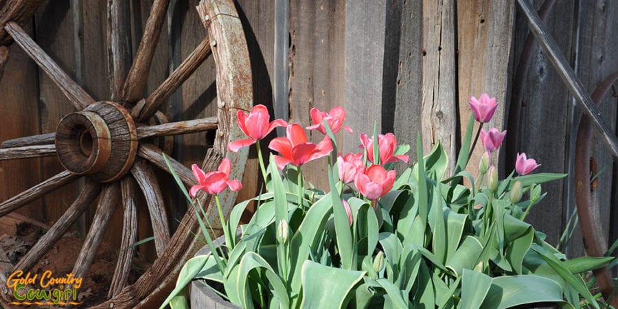 Wagon wheel with orange and pink daffodils