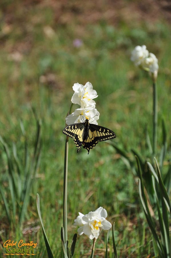 Black and yellow butterfly on white daffodils