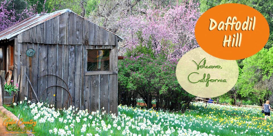 Old shack with daffodils and flowering tree with text overlay: Daffodil Hill Volcano, California