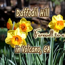 Yellow daffodils with text overlay: Daffodil Hill Farewell to a Landmark in Volcano, CA