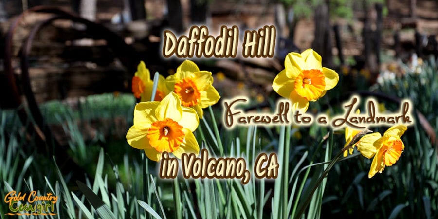 Yellow daffodils with text overlay: Daffodil Hill Farewell to a Landmark in Volcano, CA