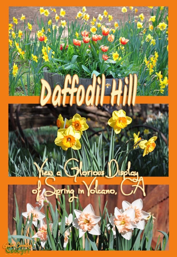 Three photos of daffodils of various colors with text overlay: Daffodil Hill View a glorious display of spring in Volcano, CA