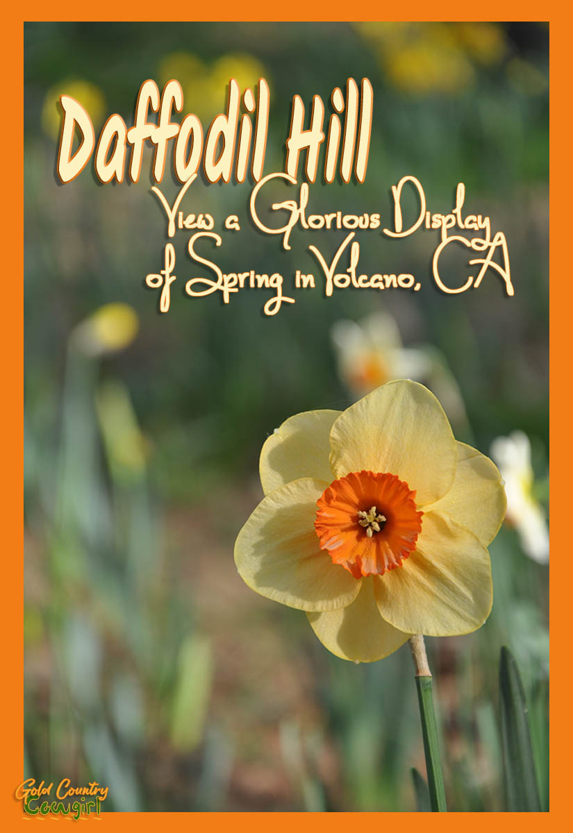 Daffodil Hill is a privately owned farm that has been in the McLaughlin family since 1887. If mother nature cooperates, as many as 300 varieties of bulbs put out more than 400,000 blooms annually. Visitors can witness this spectacle from mid-March through mid-April, weather permitting.