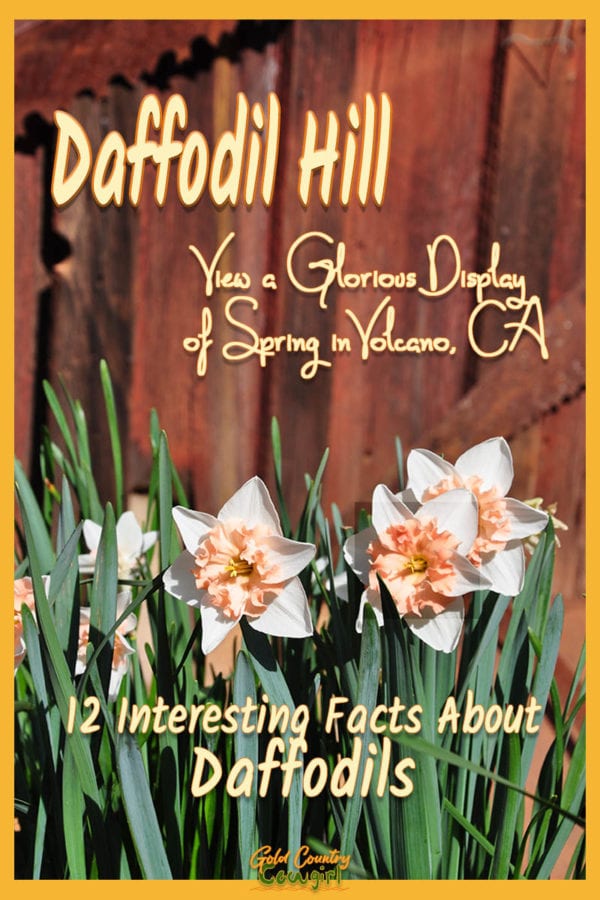 White and salmon daffodils against a red fence with text overlay: Daffodil Hill View a Glorious Display of spring in Volcano, CA, 12 interesting facts about daffodils