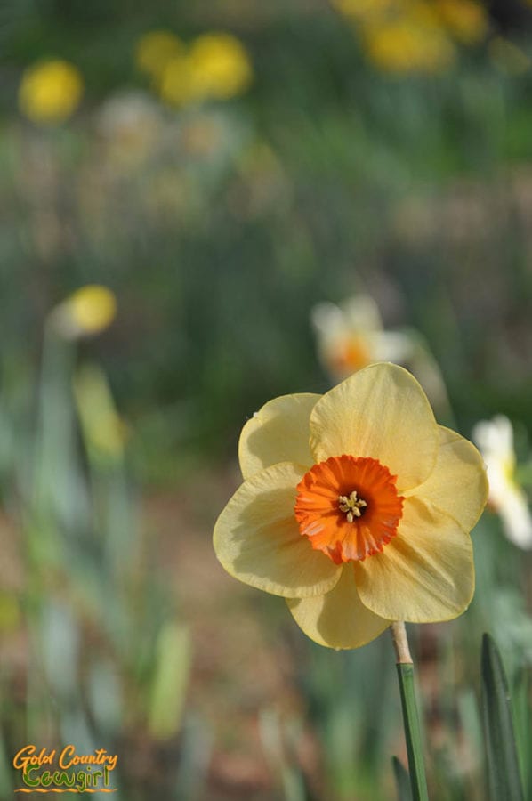 Single yellow and orange daffodil at Daffodil Hill (now closed)