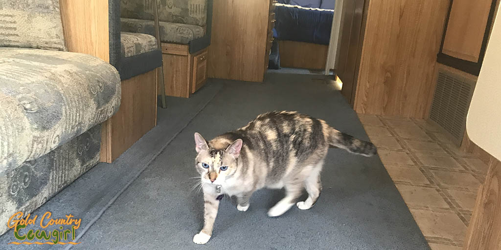 Christy Paws in the new travel trailer