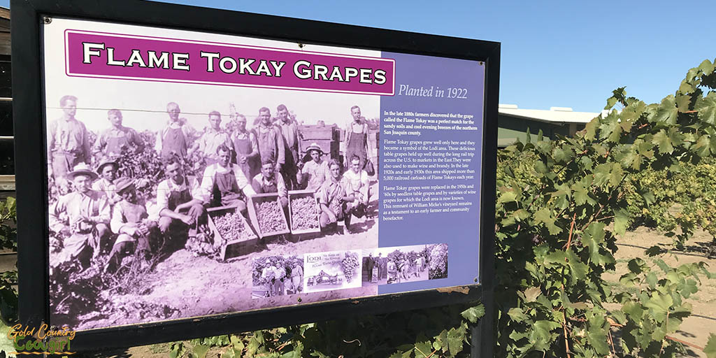 SJC Museum Tokay grapes poster
