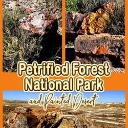 Petrified Forest title graphic v5