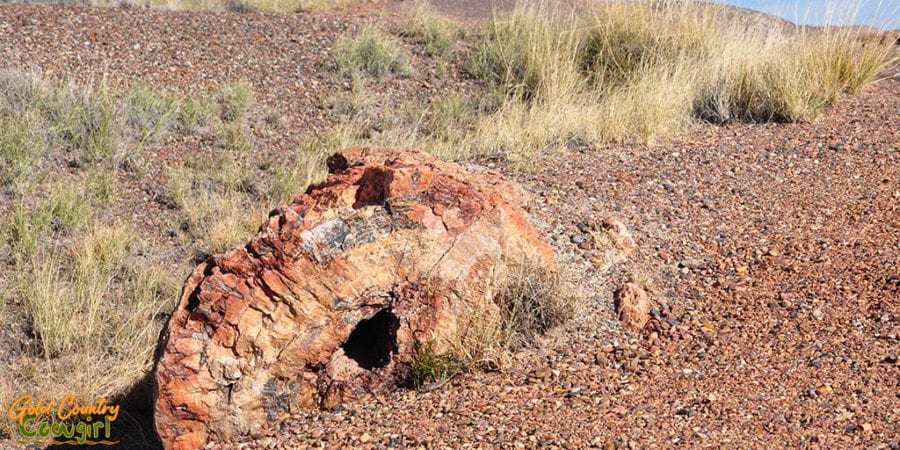 Petrified wood in Petrified Forest National Park