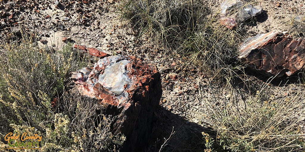 Petrified log with quartz center