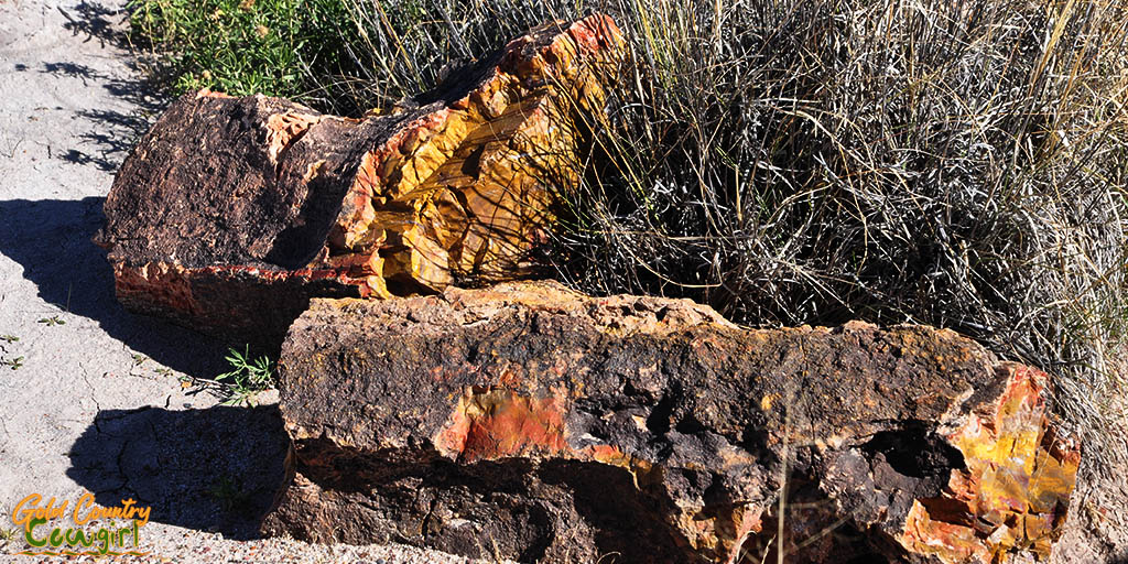 Petrified logs in Petrified Forest National Park
