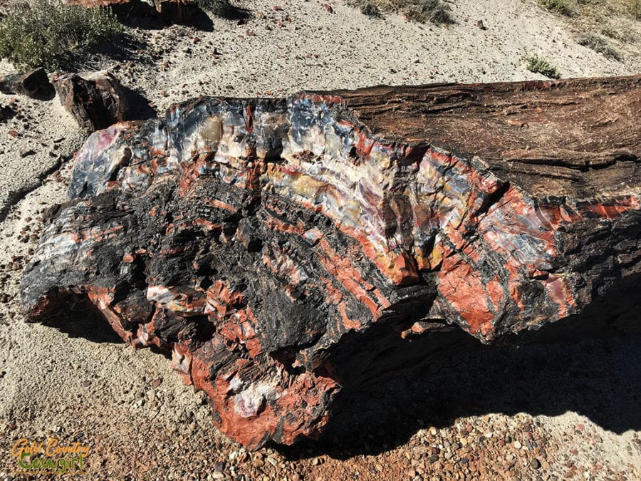 Petrified wood in Petrified Forest National Park