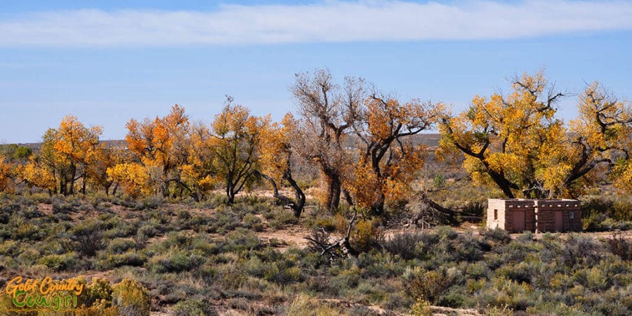 Trees along Puerco Riverbed
