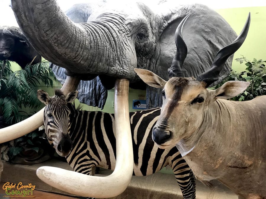 African animal mounts at Buena Vista Natural History Museum, Bakersfield, CA