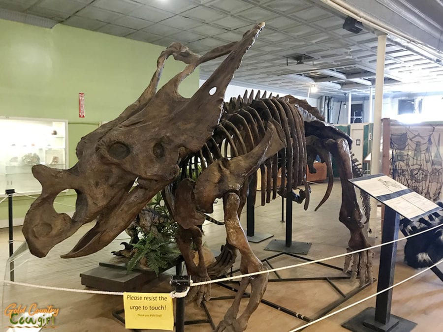 Chasmosaurus at Buena Vista Natural History Museum, Bakersfield, CA
