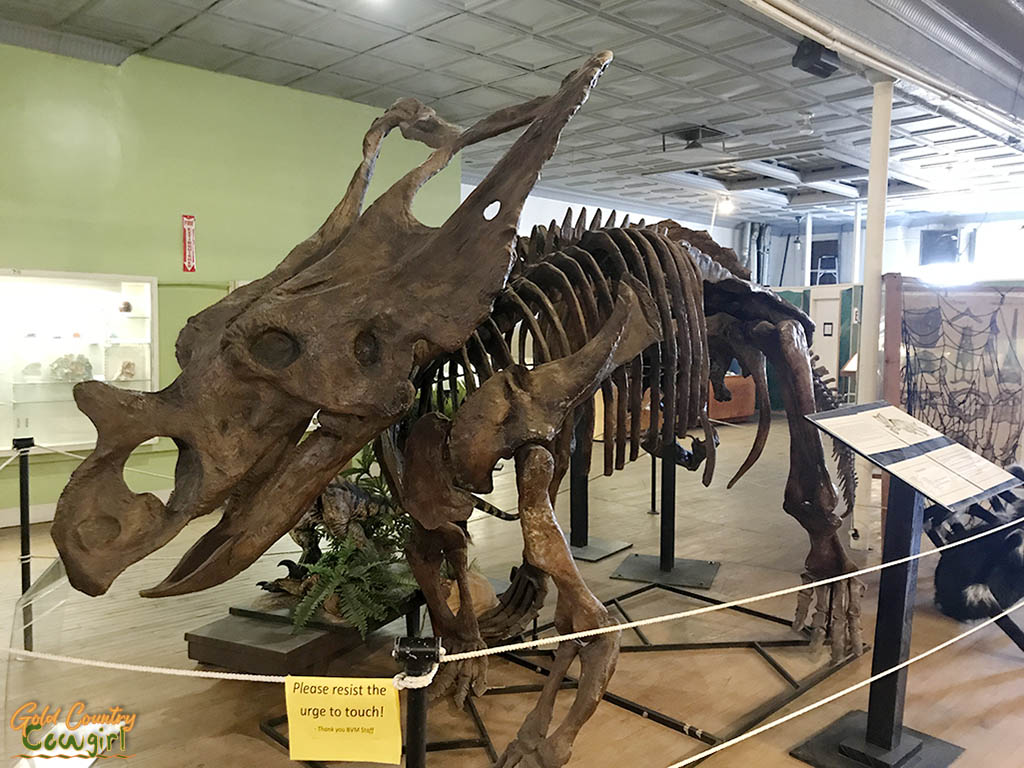 BVNHM Chasmosaurus
