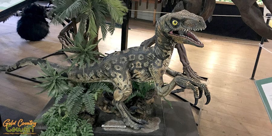 Velocaraptor at Buena Vista Natural History Museum, Bakersfield, CA