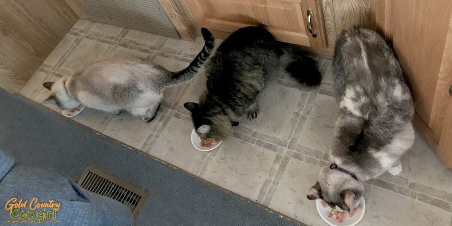 Cats eating