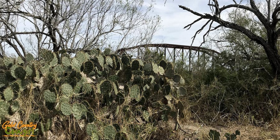 Cactus in a nature center