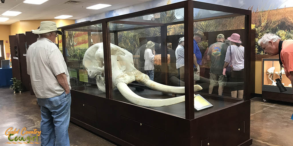 Elephant scull in discovery center