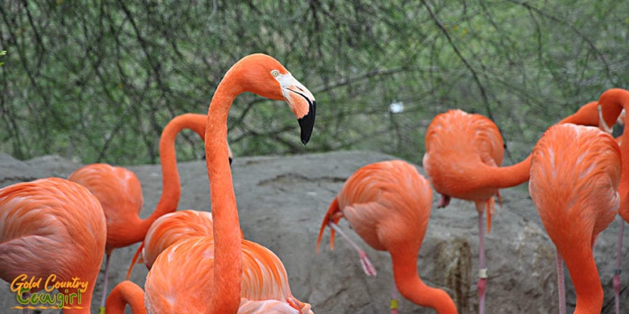 Flamingo at Gladys Porter Zoo