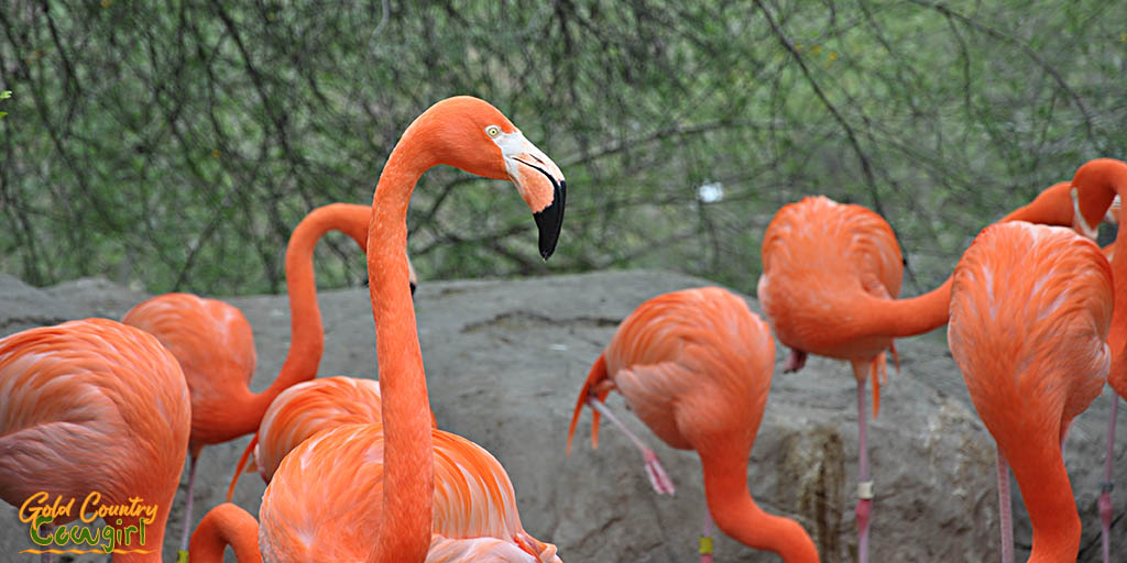 Flamingo at Gladys Porter Zoo