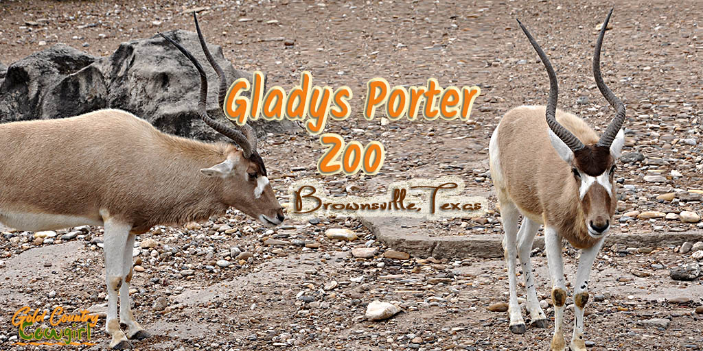 Gladys Porter Zoo in Brownsville, Texas, has more than 1500 animals, representing nearly 400 species, and is known for its success in breeding endangered wildlife.