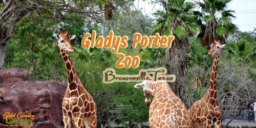 Gladys Porter Zoo in Brownsville, Texas, has more than 1500 animals, representing nearly 400 species, and is known for its success in breeding endangered wildlife.