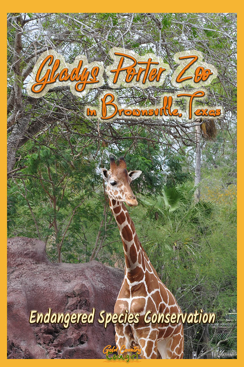 Gladys Porter Zoo title graphic v