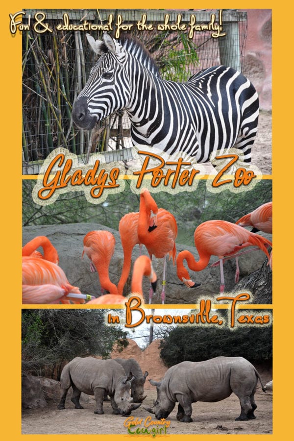 Gladys Porter Zoo in Brownsville, Texas, has more than 1500 animals, representing nearly 400 species, and is known for its success in breeding endangered wildlife. #travel #usa #texas #zoo #conservation #wildlife