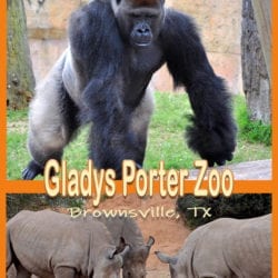 Gladys Porter Zoo title graphic v3