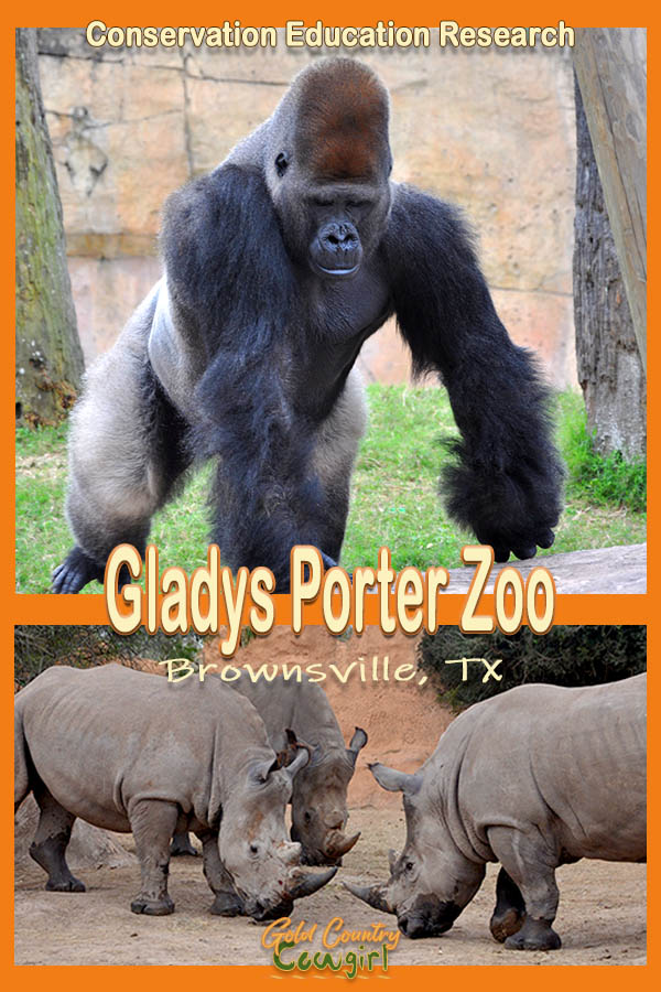 two photos - a gorilla and below three rhinoceros with text overlay: Conservation Education Research Gladys Porter Zoo Brownsville, TX