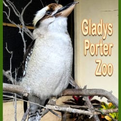 Gladys Porter Zoo title graphic v4